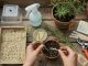 Overhead photo of a home potting bench where hands place a Damiana cutting into